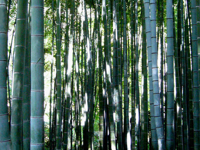 Bamboo grove at Hokokuji Temple near Kamakura, Japan
